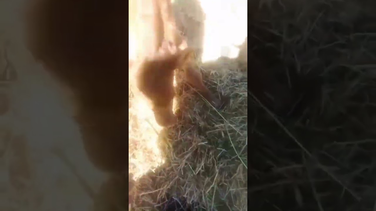 Así es la Cria de un Toro de Casta 😳