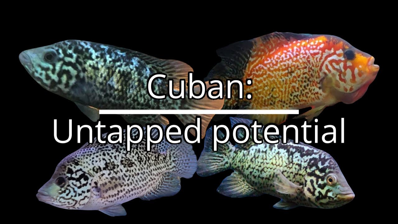 Cuban: Untapped Potential
