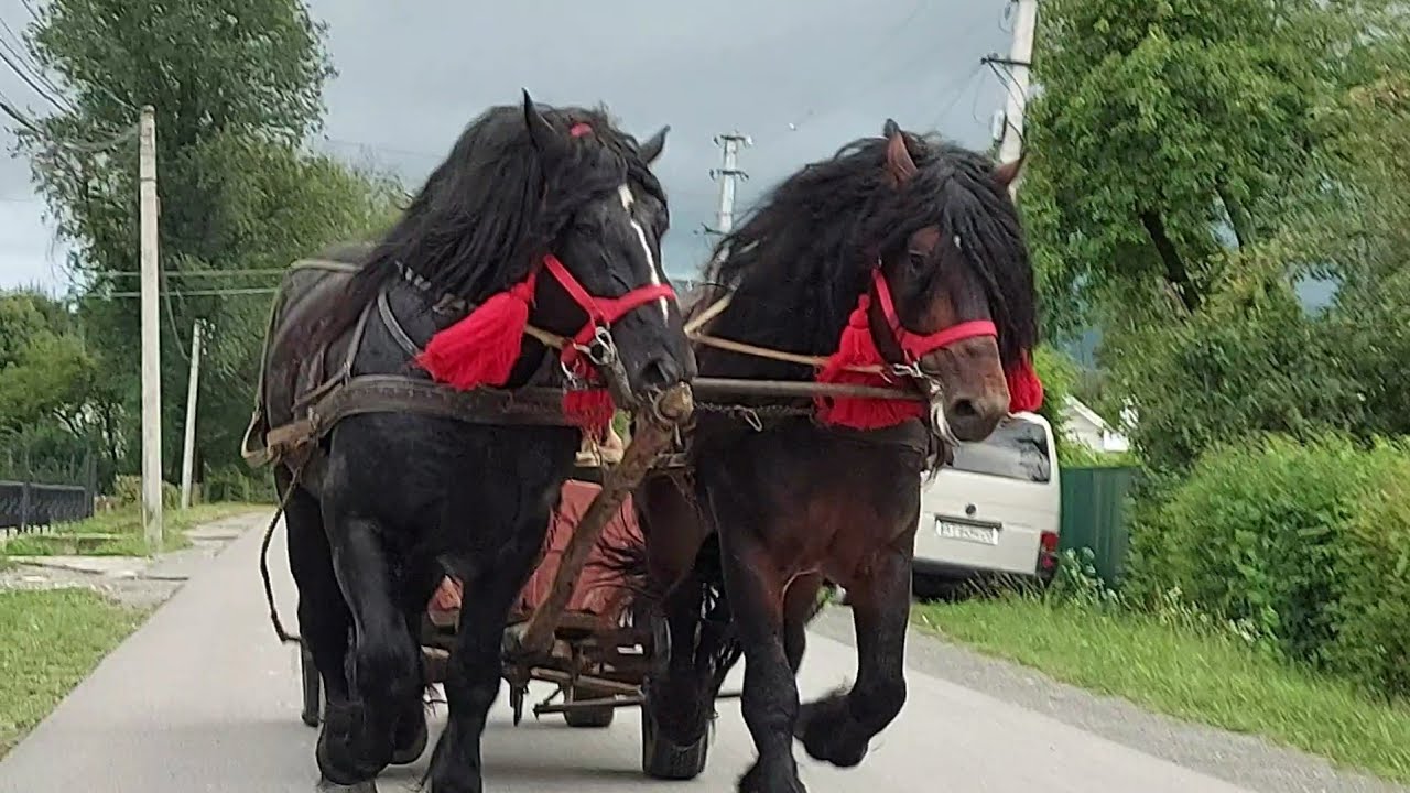 🥁🔔ФАРАОН І ДОБРИНЯ 💪💯💣💥💫🤟