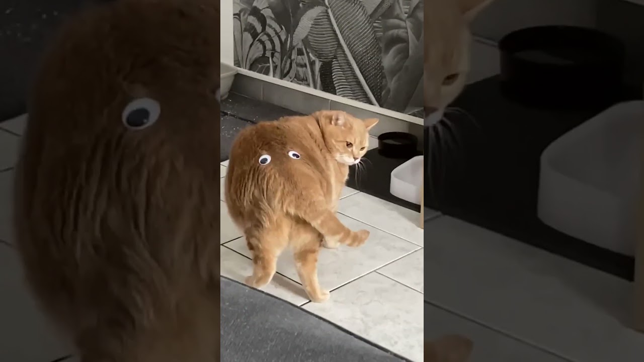 Cat Wagging Tail with Eyes on Butt