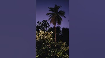 Thumbnail of the sounds of the coqui frogs at night 🌙 🇵🇷🐸