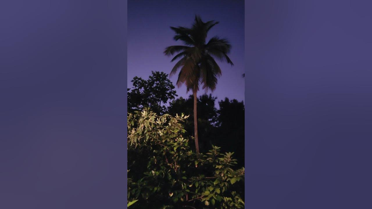 the sounds of the coqui frogs at night π π΅π·πΈ the sounds of the coqui frogs at night π π΅π·πΈ