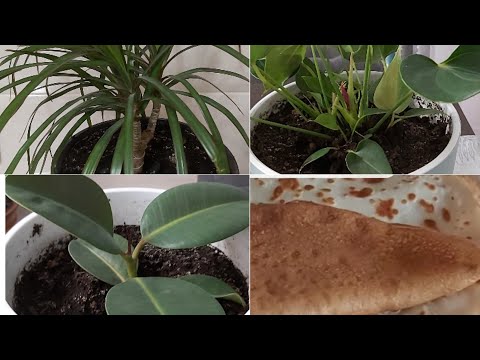 Video: Որտե՞ղ են բույսերը սննդի շղթայում: