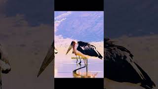 Real Or Fake Flamingos Can You Tell The Difference wildlife shorts animals birds