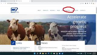Using Breedplan to Identify Studs & Bulls