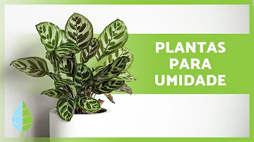 O que suga a umidade?