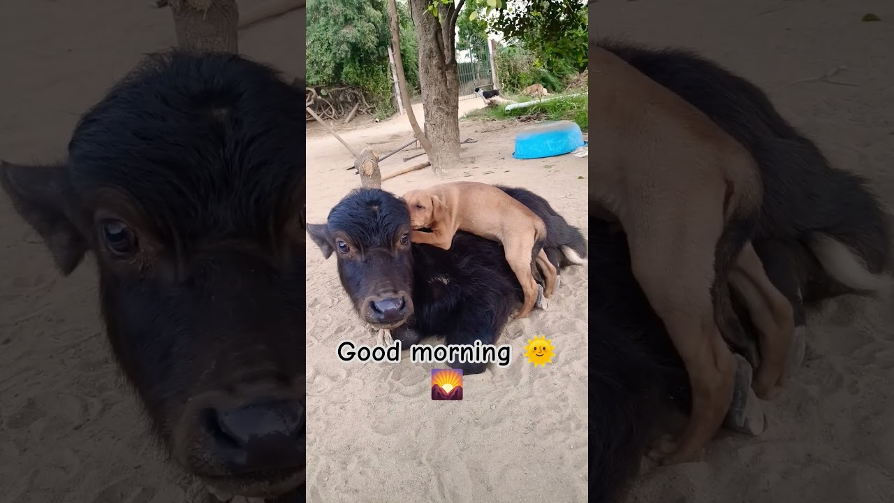 good morning 🌞🌄