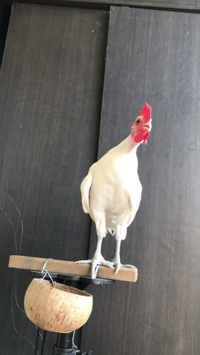 Ayam ketawa durasi umur 3 bln