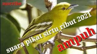 Suara Pikat Burung Sirtu || Sirpu