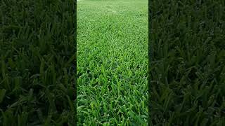 St Augustine Lawn Care Tips in 59 Seconds on Fertilization, Weed Control, Watering and Mowing