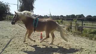 20140703 164320 Linksgalopp 2