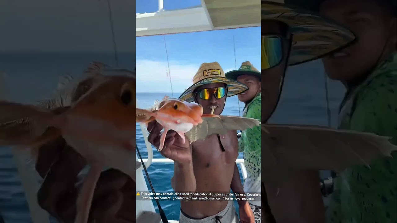 Apa yang terjadi pada ikan terbang itu?