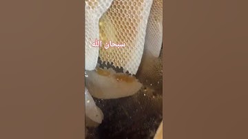 سبحان الله خلية عسل النحل ##ايات_قرانيه_قصيره #سورة_المؤمنون  #اكسبلور #subscribe
