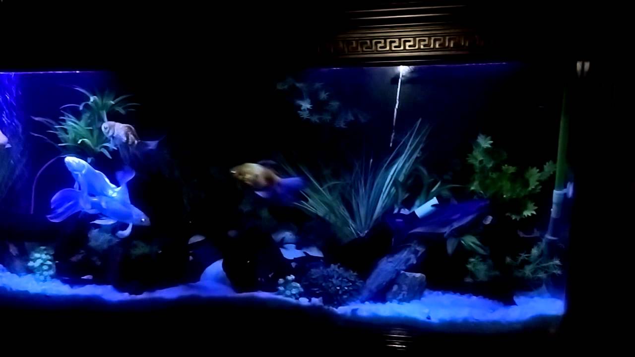 My fish tank at night ) YouTube