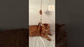 Video_32_A Cat�s Favorite Toy - Gentle Cat Moments screenshot 4