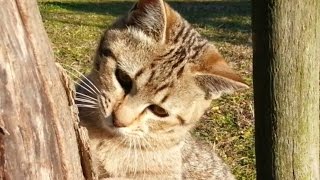 【地域猫】午後の公園、少し暖かくなりました。あの家の子猫兄弟、外で思い切り遊ぶ【野良猫】