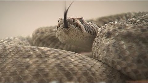 Experts offer safety tips as rattlesnakes wake from hibernation in Arizona