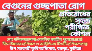 বেগুন গাছের পাতা কোকড়ানো গুচ্ছপাতা তুলসি রোগের কারণ ও সমাধান । The Cause & Solution Of Brinjal Tulsi