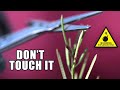 Exploding Weed Seeds (28,546 fps Slow Motion)- Smarter Every Day 257