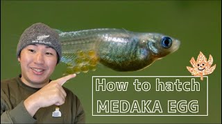 【How To Hatch Medaka EGG】