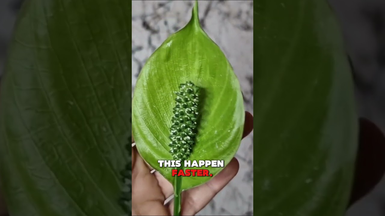 Why Peace Lily Flowers Turn Green? - YouTube
