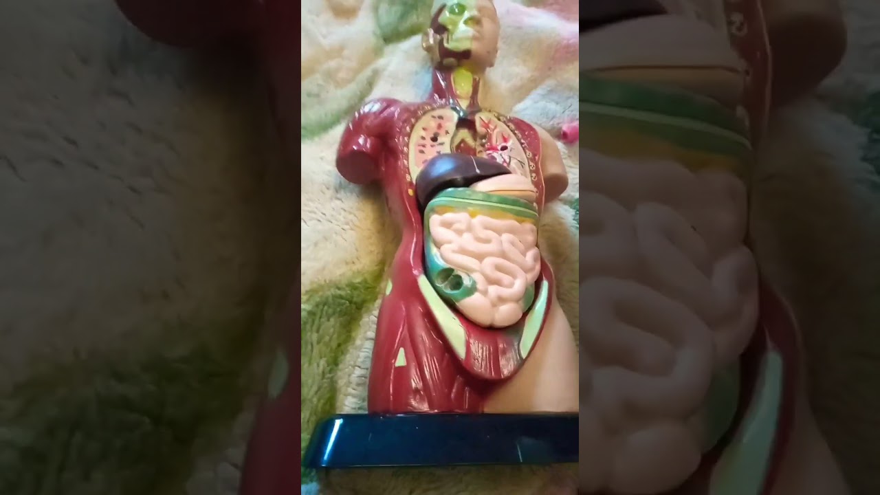 любимая игрушка кнопы 