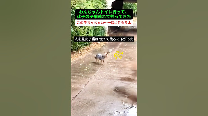 万物に心があるって本当だね わんちゃんが迷子の子猫をお家に連れてきたなんて…🐶🐱✨ ＃犬 #子犬に癒される瞬間 #犬の考えは顔に表れている #犬を飼っている人だけがこの瞬間の価値を理解している