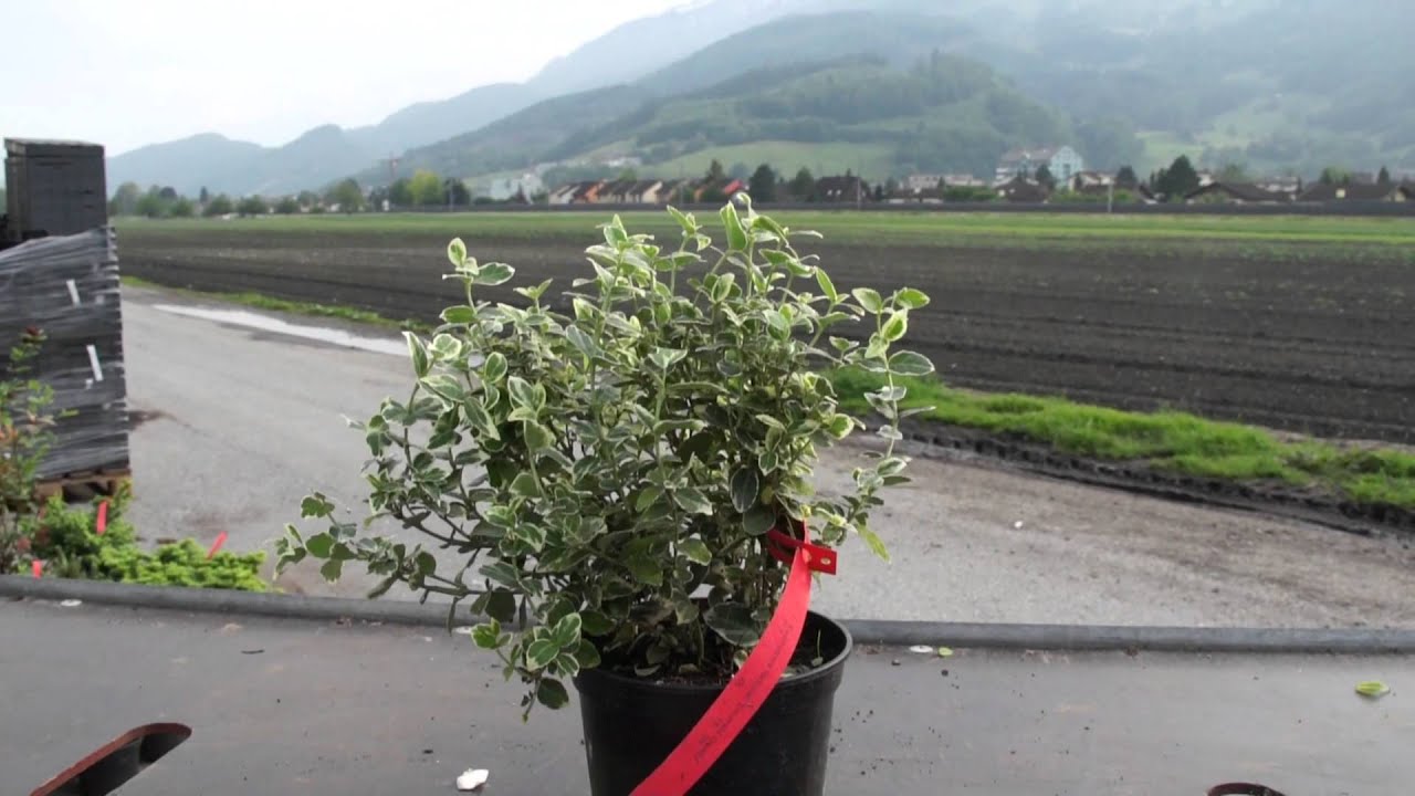 Spindelstrauch - Euonymus fortunei emerald gaiety