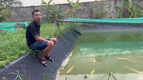 Tuổi sinh sản của cá rồng