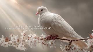 Soaking Worship Instrumental ✨ Anointed Music for Prayer, Healing &amp; God’s Presence