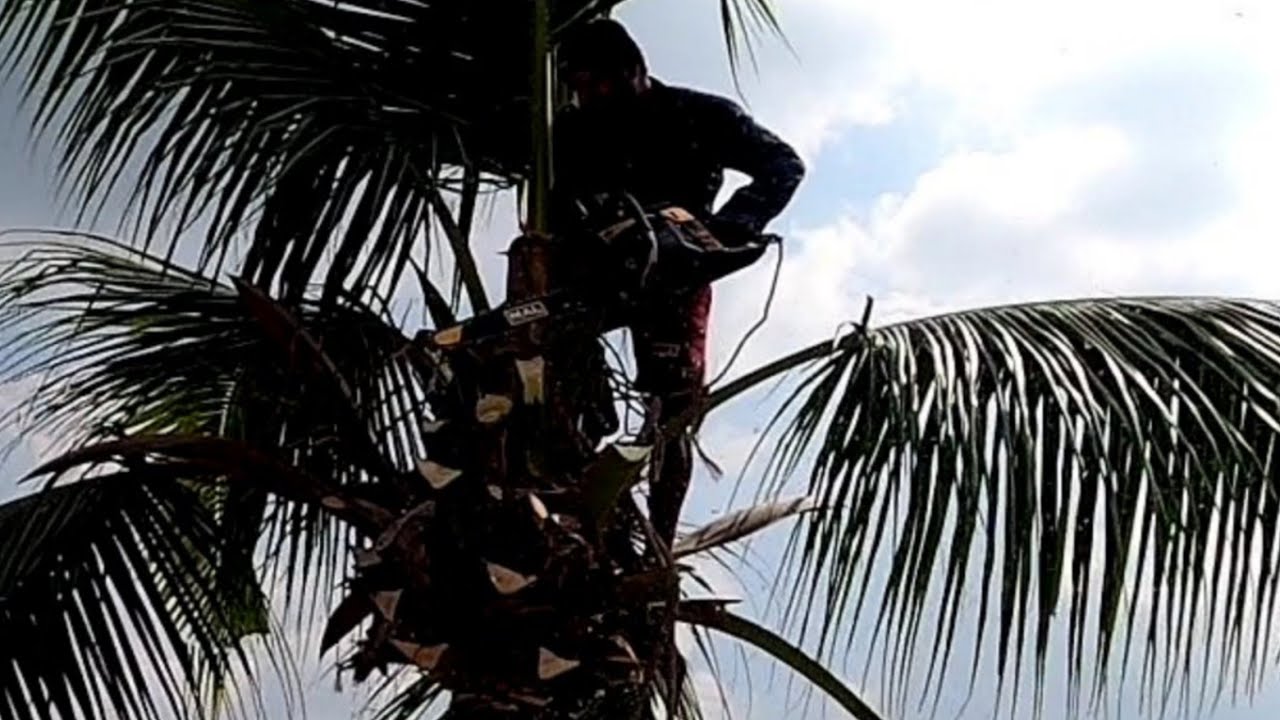 The best Technical work for coconut tree cutting / Tree cutting /