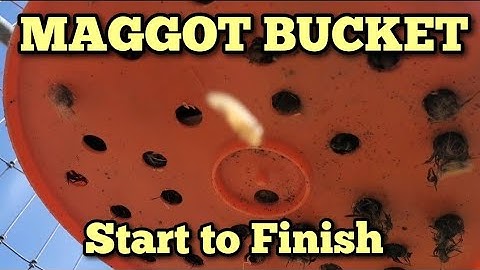 DIY Madenemmer: Efficiënte bron van kippeneiwitten