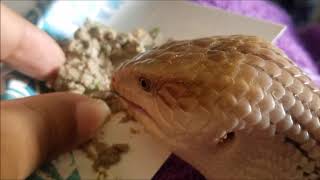 Feeding My Pet Tsuchinoko