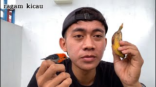 Training crimson-backed sunbirds to eat bananas