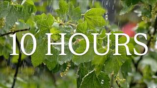 Peaceful Rain Under the Trees | 10 Hours