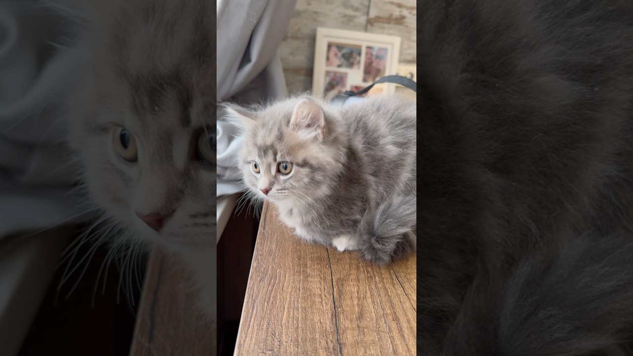 Лютая зима, Конан в шоке 😂 