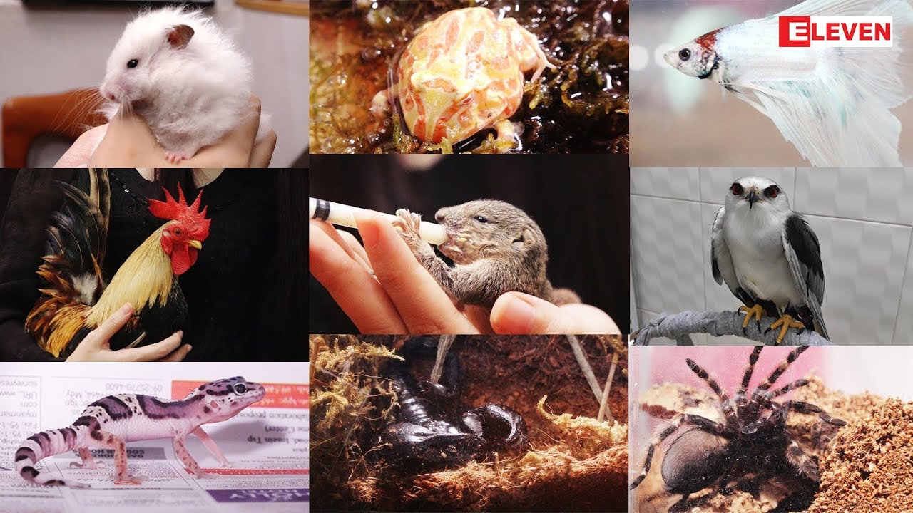 Hello Pets (ရုပ္သံအစီအစဥ္)