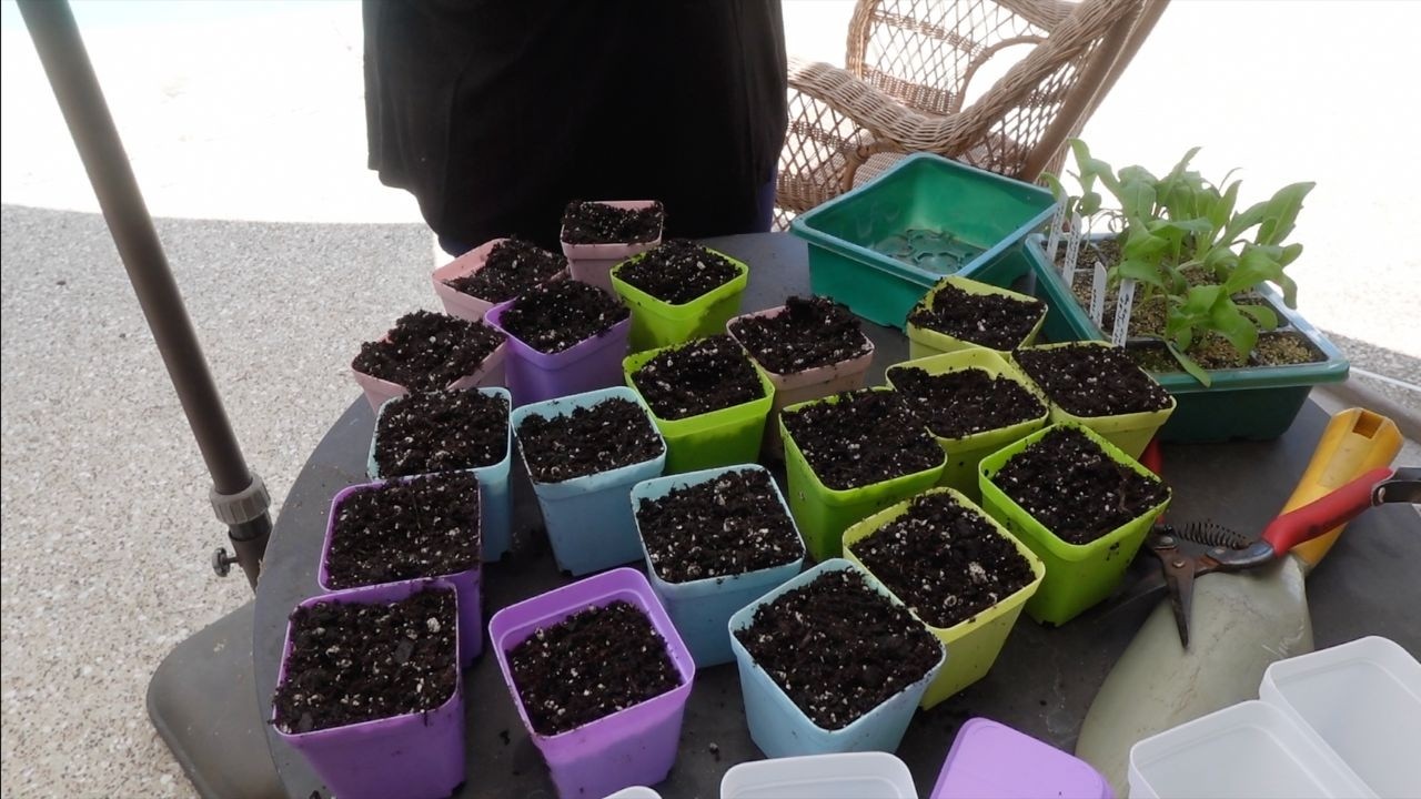 Como sembrar 🌸 flores de semillas 🌱 | Semilleros Paso a Paso