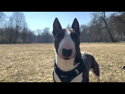 Video: Moskauer Wasserhund