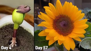 해바라기 성장기:: 씨앗 심어 꽃 피우기:: 57일간의 성장기록:: sunflower growing from seed