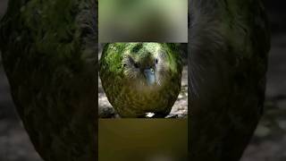 Kakapo - the fattest and cutest parrot in the world