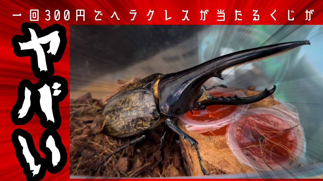 ヘラクレスオオカブト激安 イベントなどに！カブトムシクワガタ 超レア昆虫「ヘラクレスオオカブト」をゲットできる体験型イベントが8