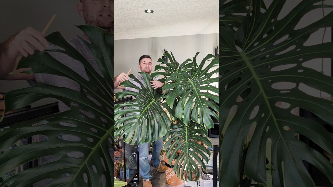 monstera leaf now 3 ft in length! - YouTube
