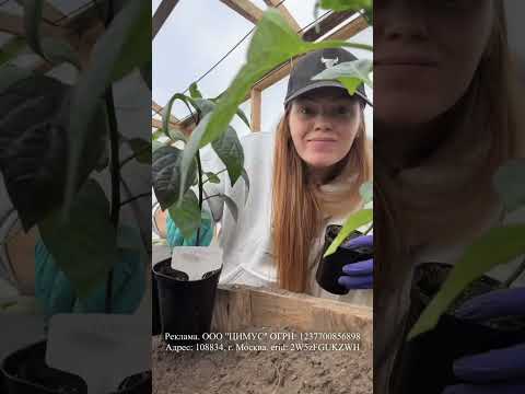 У МЕНЯ УЖЕ ВИСЯТ ПЕРЦЫ