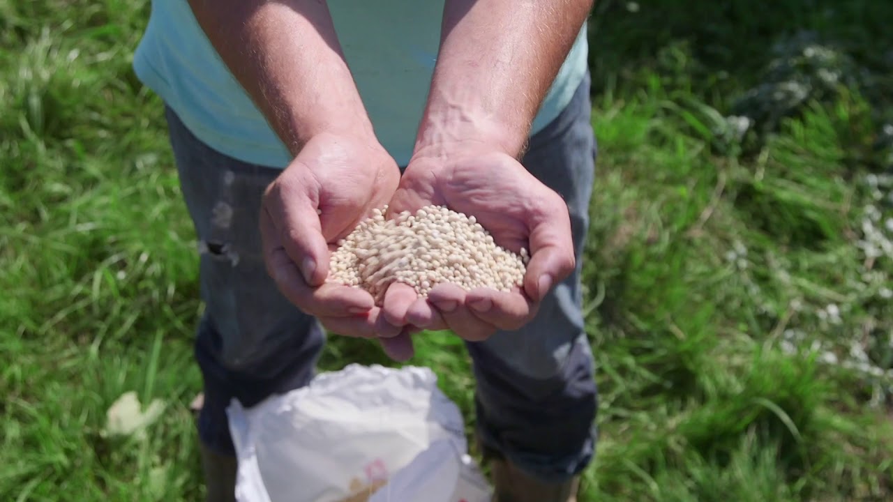 Die Pflege einer Hecke