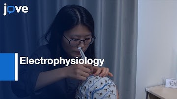 Interaction Between Phonological & Semantic Processes In Visual Word Recognition l Protocol Preview