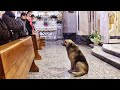 Эта собака приходит в церковь каждый день… Причина поражает