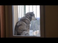 LARGE WOLFDOGS - YouTube