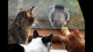 🐈 Scoundrel, we'll catch you! 🐕 Funny video with cats and kittens! 🐱