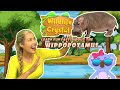 Hippopotamus facts